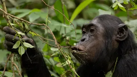 Chimpanzees Drinking the Equivalent of an Alcoholic Beverage Per Day from Ripe Produce, Study Reveals